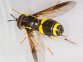 Chrysotoxum bicinctum